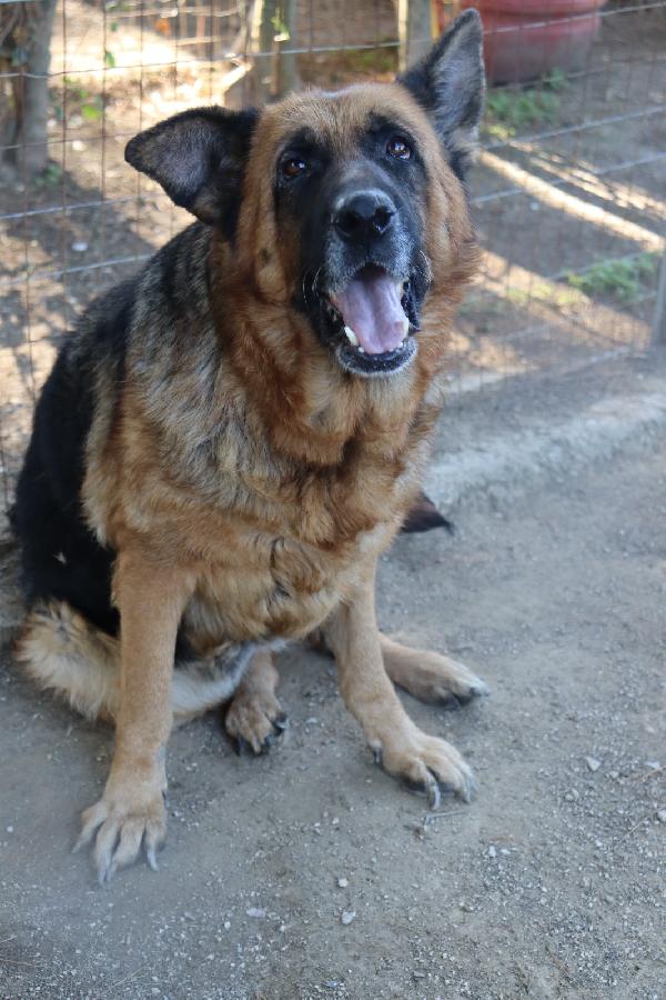 Graziella, Lupacchiotta Dagli Occhi Tristi